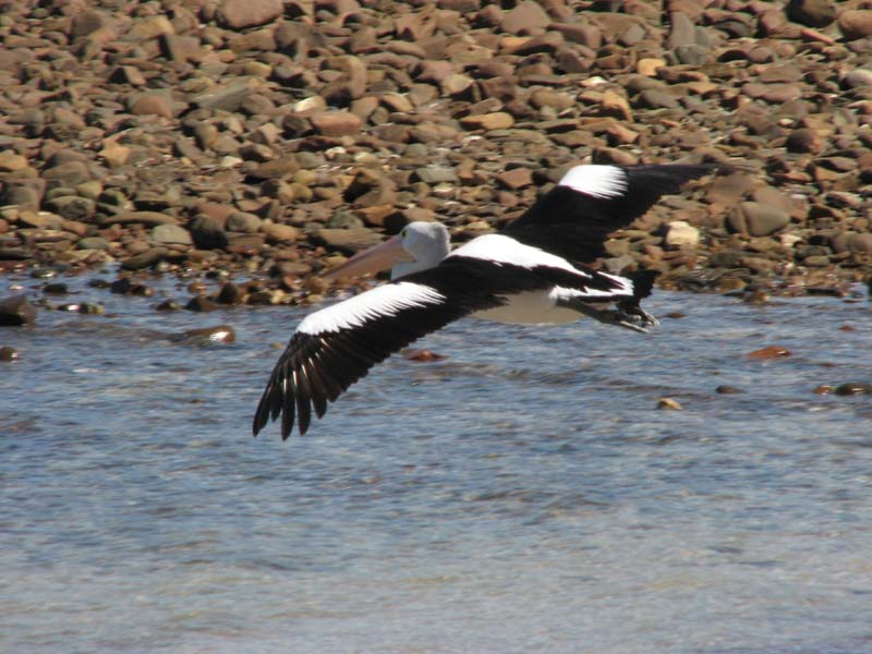 Pelican in Flight